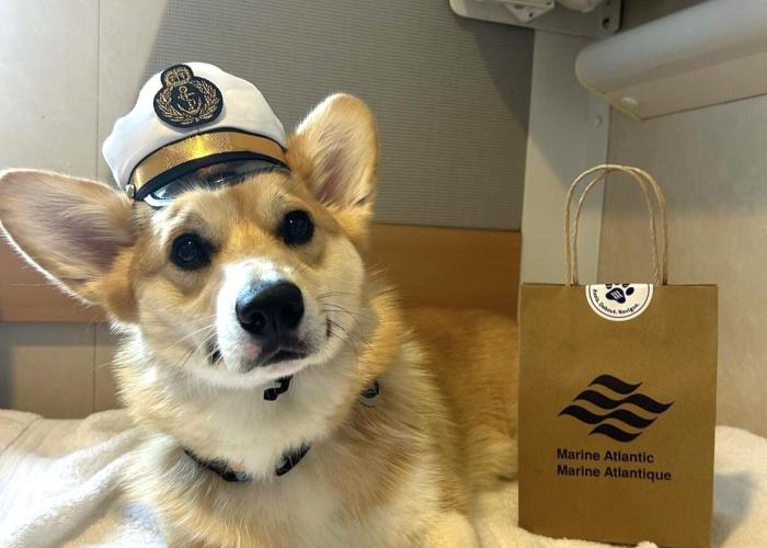 sailor corgi